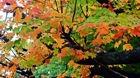 Maple Tree In Autumn 4k Ultra Hd Wallpaper Background
