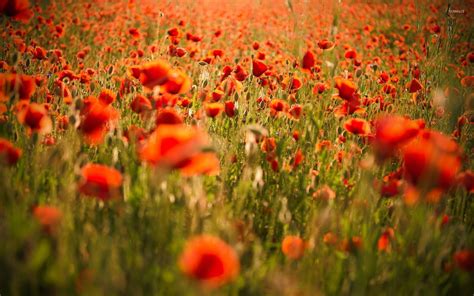 Red Poppies Wallpaper Flower Wallpapers 33270
