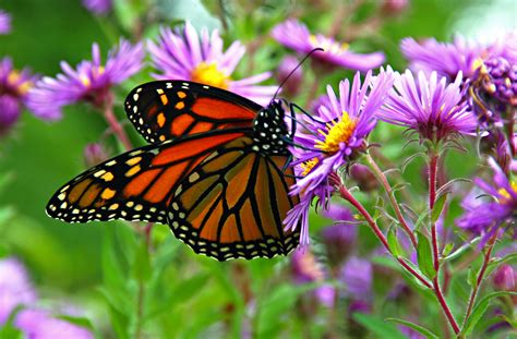 Filemonarch Butterfly Butterfly Place In Westford Massachusetts 2