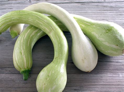 Courgettes trompette courgettes trompettes de nice Brilnt