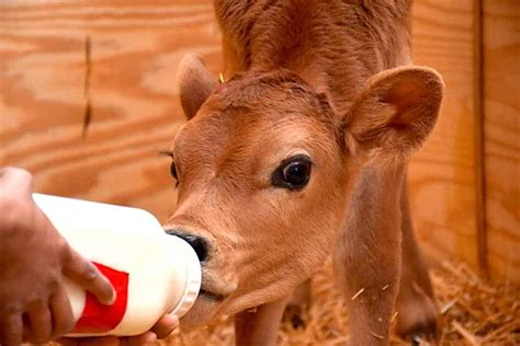 Bottle Feeding Holstein Calves