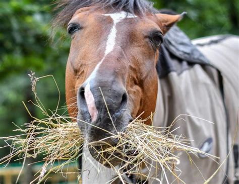 How Much Hay Does My Horse Need Pets Guides