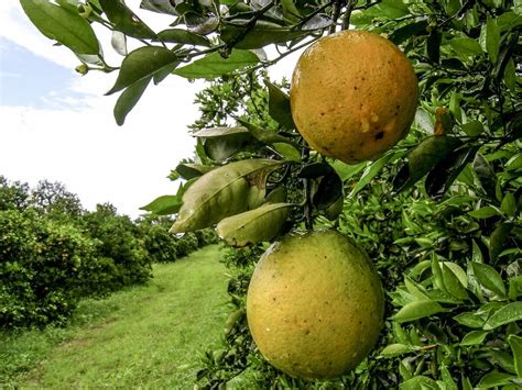 Scientists Have No Idea How To Fight Citrus Greening