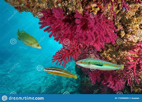 Mediterranean Sea Colorful Marine Life Underwater Stock