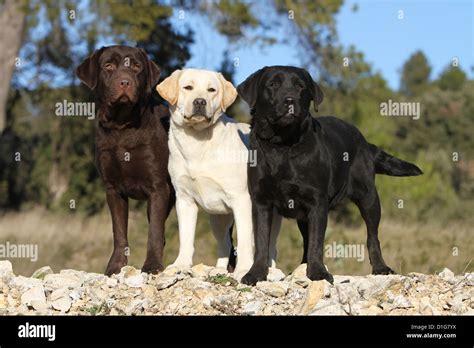 Dog Labrador Retriever Three Adults Different Colors Chocolate Yellow