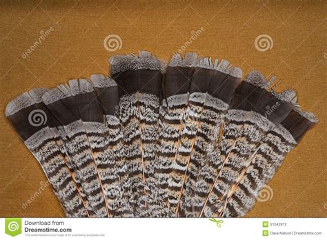 Ruffed Grouse Feathers Stock Image Image Of Brown Tail 51042913