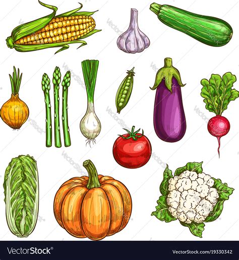 Isolated Color Vegetables Sketches Set Royalty Free Vector