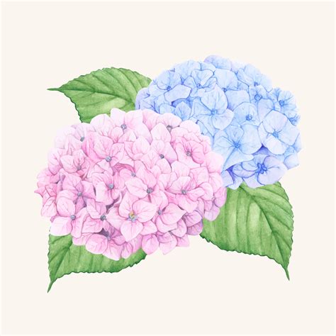 Hand Drawn Hydrangea Flower Isolated Download Free Vectors Clipart