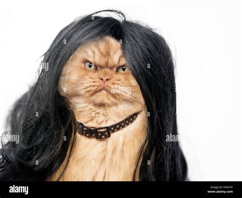 Cat With Wig Meme Vlr Eng Br