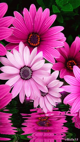 Animated Flowers Beautiful And Colorful S
