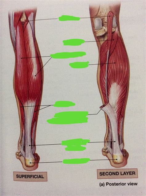 Muscles That Move The Foot And Toes Posterior Diagram Quizlet