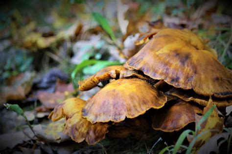 Wild Orange Mushrooms Stock Photo Image Of Beauty Fungus 128066806