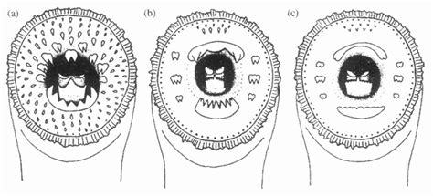 Mouth Structure Of Adult Lamprey A Sea Lamprey Petromyzon Marinus