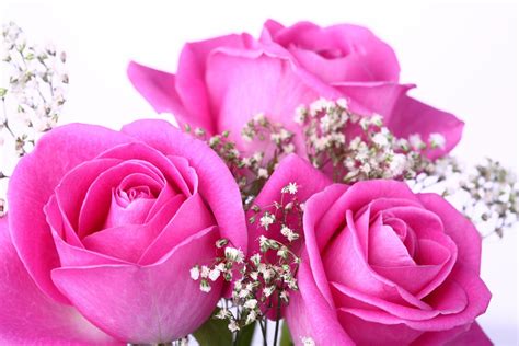 Beautiful Pink Rose Flower Images