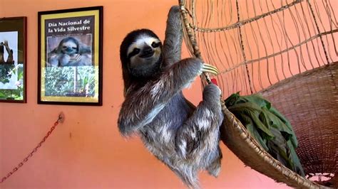 Buttercup The Sloth Youtube