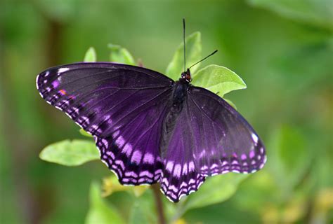 Purple Butterfly Meaning And Symbolism