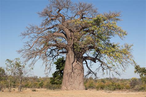 Baobab - Environmental Buddies