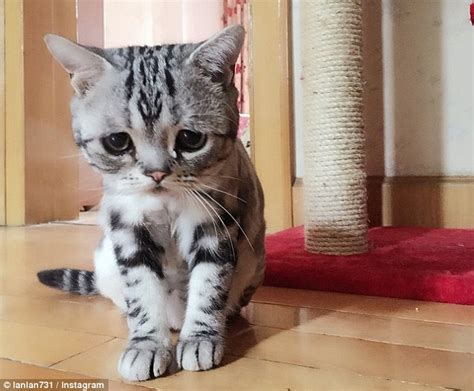 Pictures Of A Sad Cat That Always Looks Like Its In Need