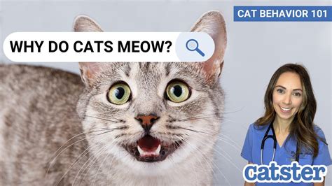 Why Do Cats Meow So Much Vet Answer Cat Behavior 101 Youtube