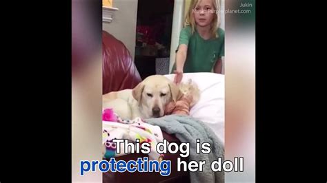 شاهد كلبة أليفة تعتني بـدمية بشكل لا يُصدق اعتقاداً أنها طفل حقيقي فيديو Dailymotion