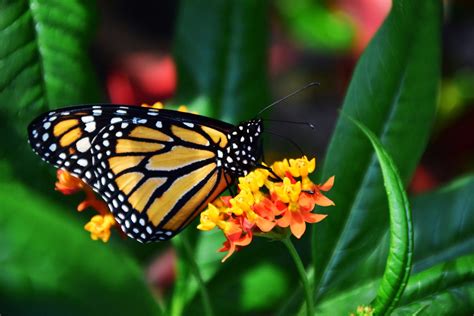 Monarch Butterflies Down 26 In Mexico Wintering Grounds