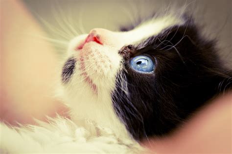 Tuxedo Cat With Blue Eyes Hd Wallpaper Wallpaper Flare