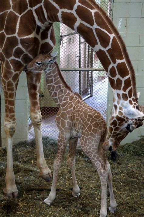 Cheyenne Mountain Zoo Announces Birth Of 199th Giraffe Calf The
