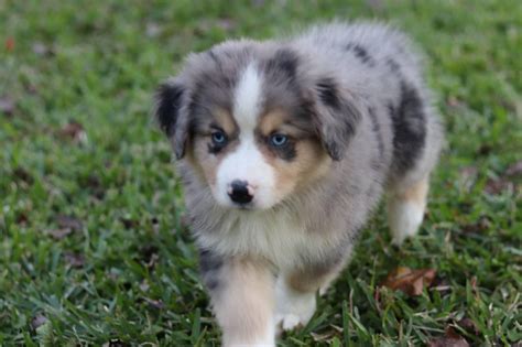 Check spelling or type a new query. Taylor Made Aussies in North Carolina | Find your Miniature Australian Shepherd Puppy | Good Dog