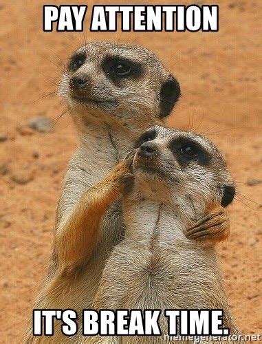 Animals Funny Pay Attention Its Break Time Cute Animals Meerkat