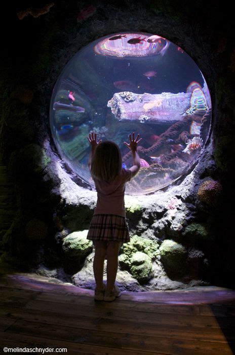 Trip Guide Sea Life Kansas City And Legoland Discovery Center Kansas