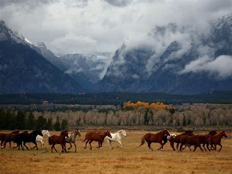 Wild Horses At Grand Teton National Park Wyoming Image Curtesy Of