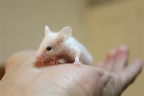 Cute Pictures Of Baby Mice Babbiescis