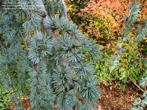 Plantfiles Pictures Weeping Blue Atlas Cedar Glauca Pendula Cedrus