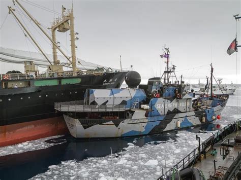 Sea Shepherd Warns Of Japanese Whaling Fleet Slaughter Daily Telegraph