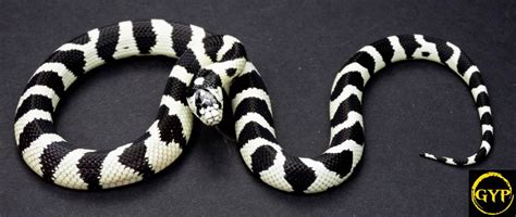 2020 High White California Kingsnake Faunaclassifieds