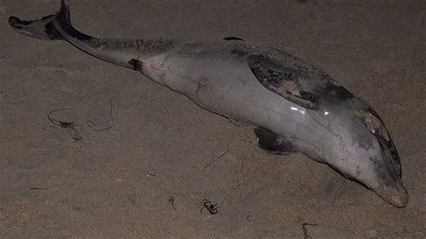 Dead Dolphin Found On Beach Next To Note Written In Sand