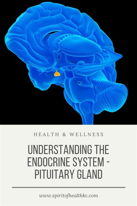 Understanding The Endocrine System Pituitary Gland Artofit