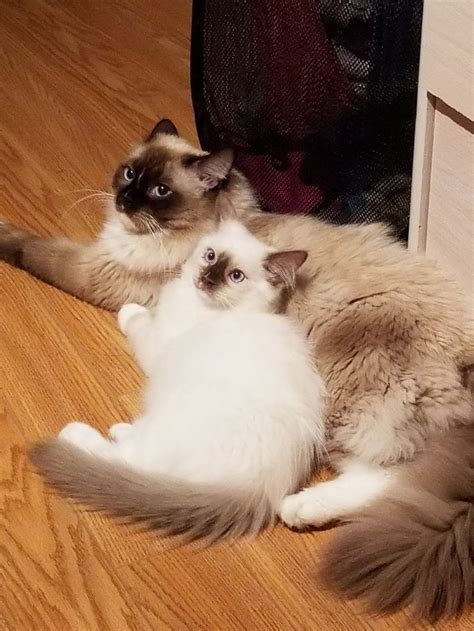 Two Cats Laying Next To Each Other On The Floor In Front Of A Cabinet