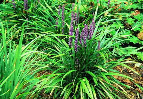 Lilyturf (liriope Muscari) Photograph by Science Photo Library