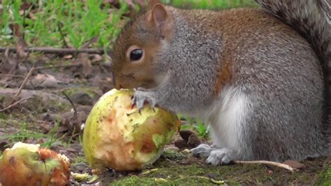 Grey Squirrel Eating An Apple Youtube