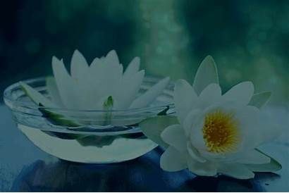 Lotus Flower Flor Yoga Spa Loto Blomma