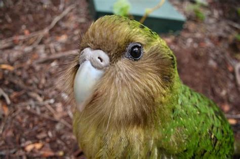 The animals of new zealand have an unusual history. The Story of the Kākāpō + Giveaway - Young Adventuress