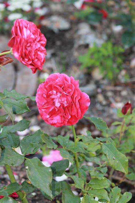 Buy Blickfang Floribunda Rose Agel Rosen
