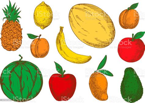 Colorful Sketch Of Vegetarian Fruits Stock Illustration Download