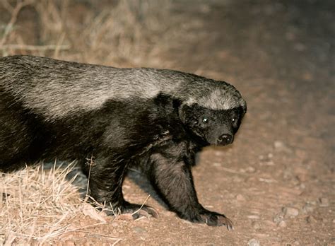 Honey Badger The Life Of Animals