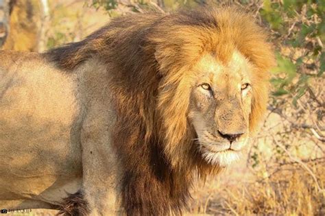 Posted on march 3, 2019 february 27, 2021 by susan portnoy. Scarface the Legend of the Masai Mara - Lions of Africa ...