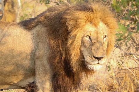Couple of lions in masai mara national park, kenya. Scarface the Legend of the Masai Mara - Lions of Africa ...