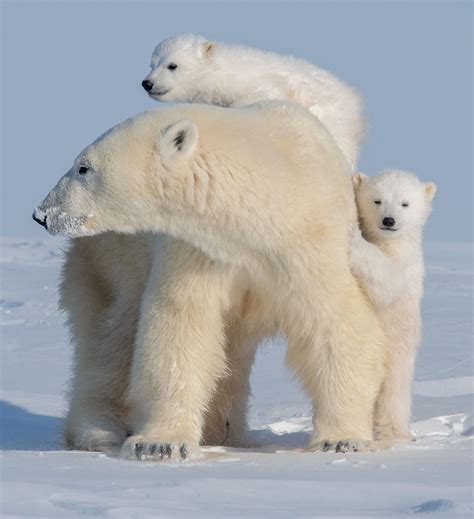This Polar Bear Mother And Cubs Is The Most Adorable Sight About Her
