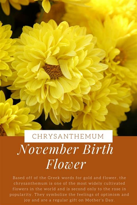 November Birth Flower Meaning Nelly Vaught