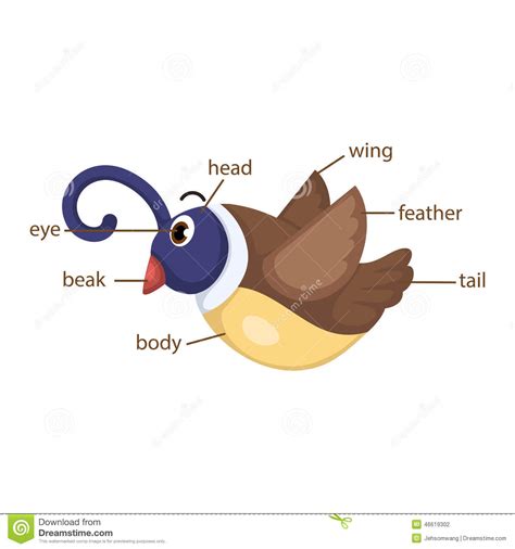 bird vocabulary part  body stock vector illustration  book